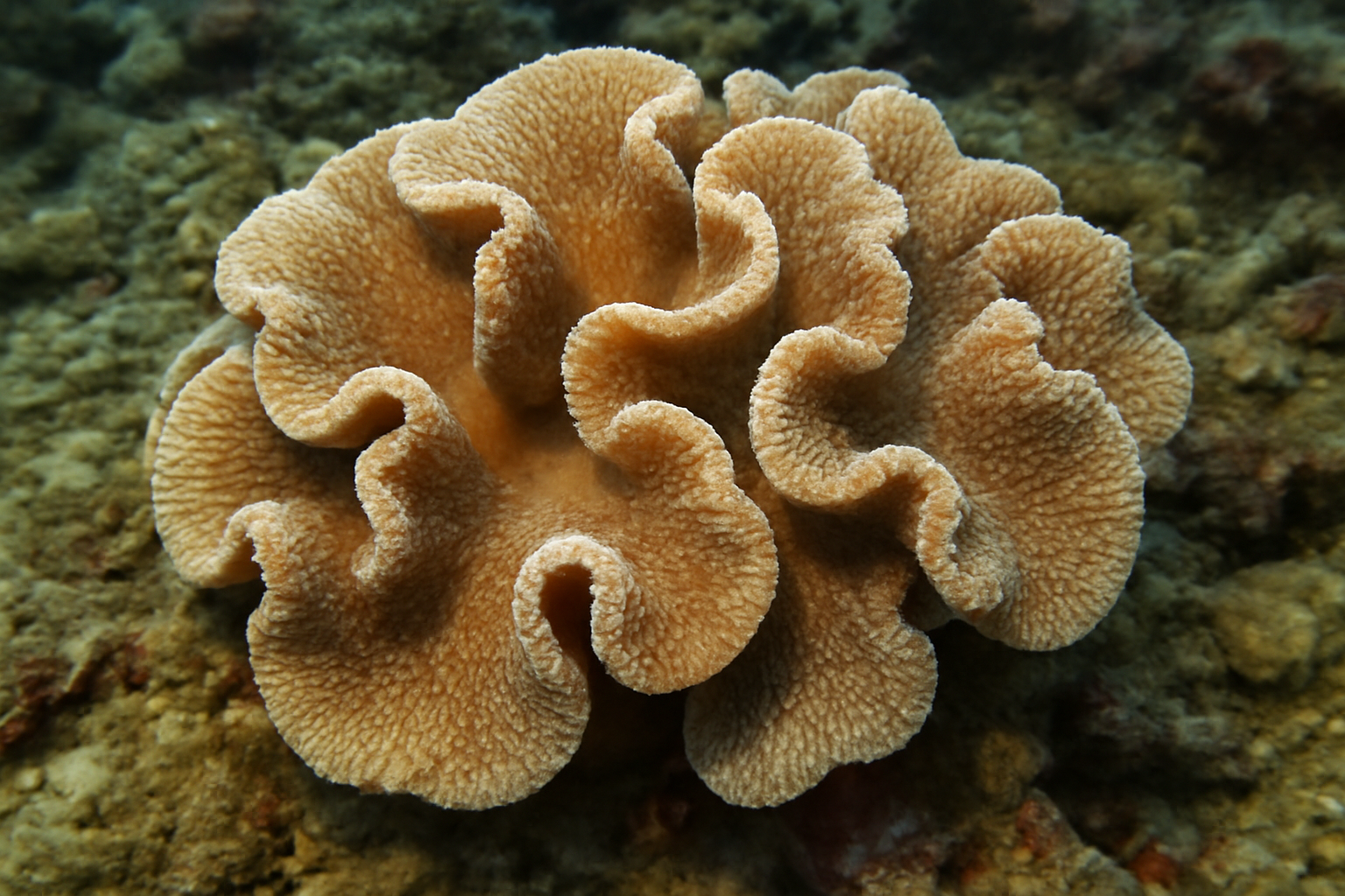 Variable Coral
