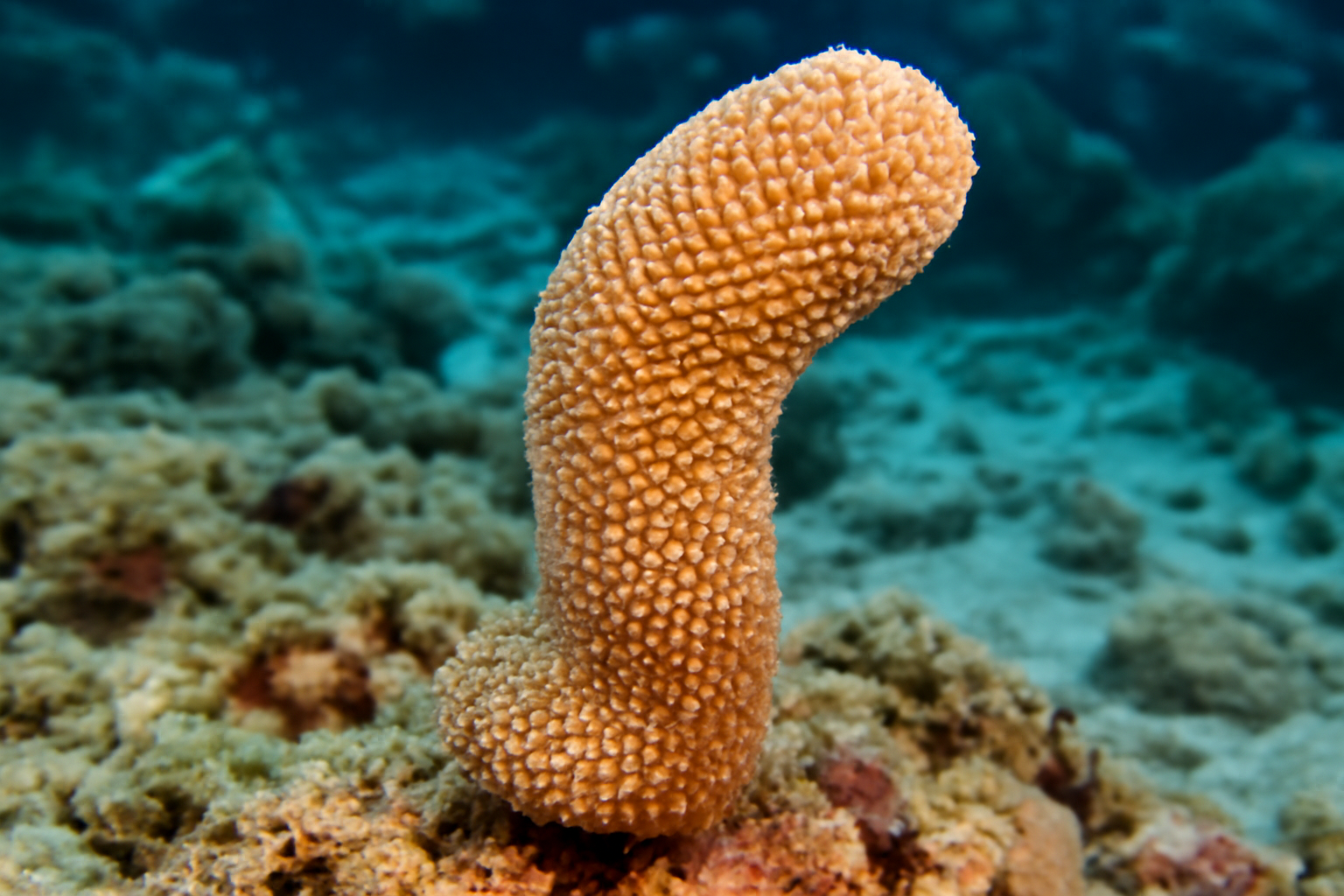 Clavus Coral