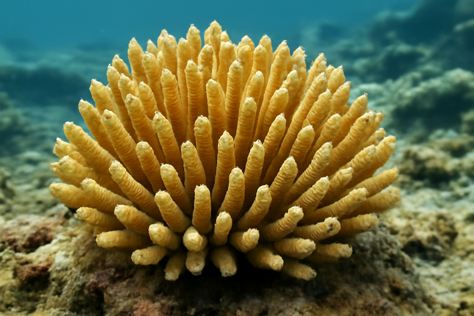 Fringing Coral