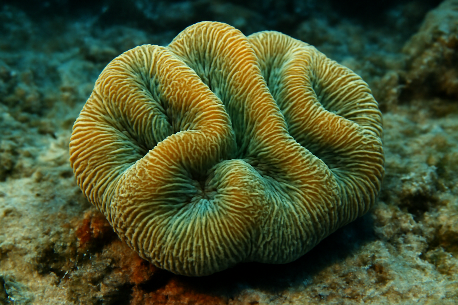 Decussata Coral
