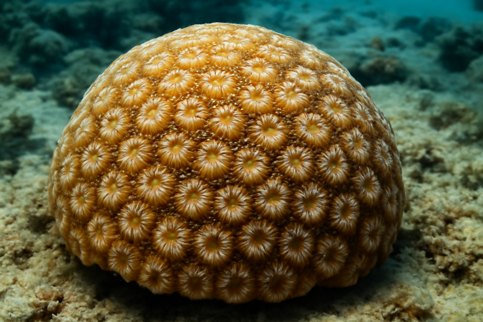 Stony Coral