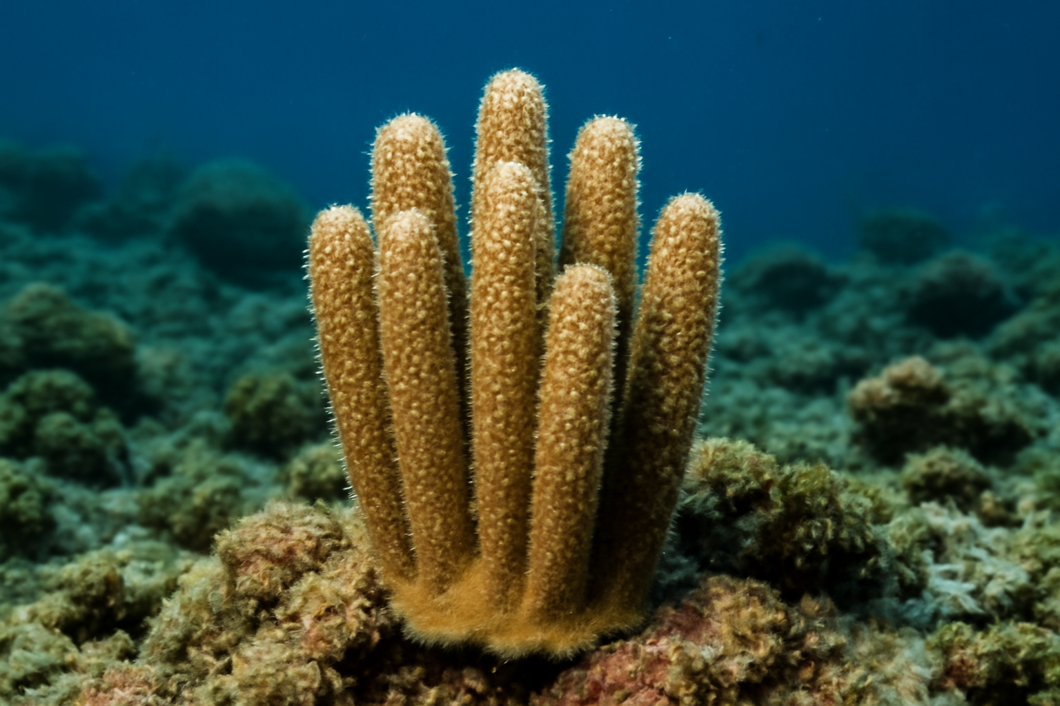 Yabe's Pillar Coral