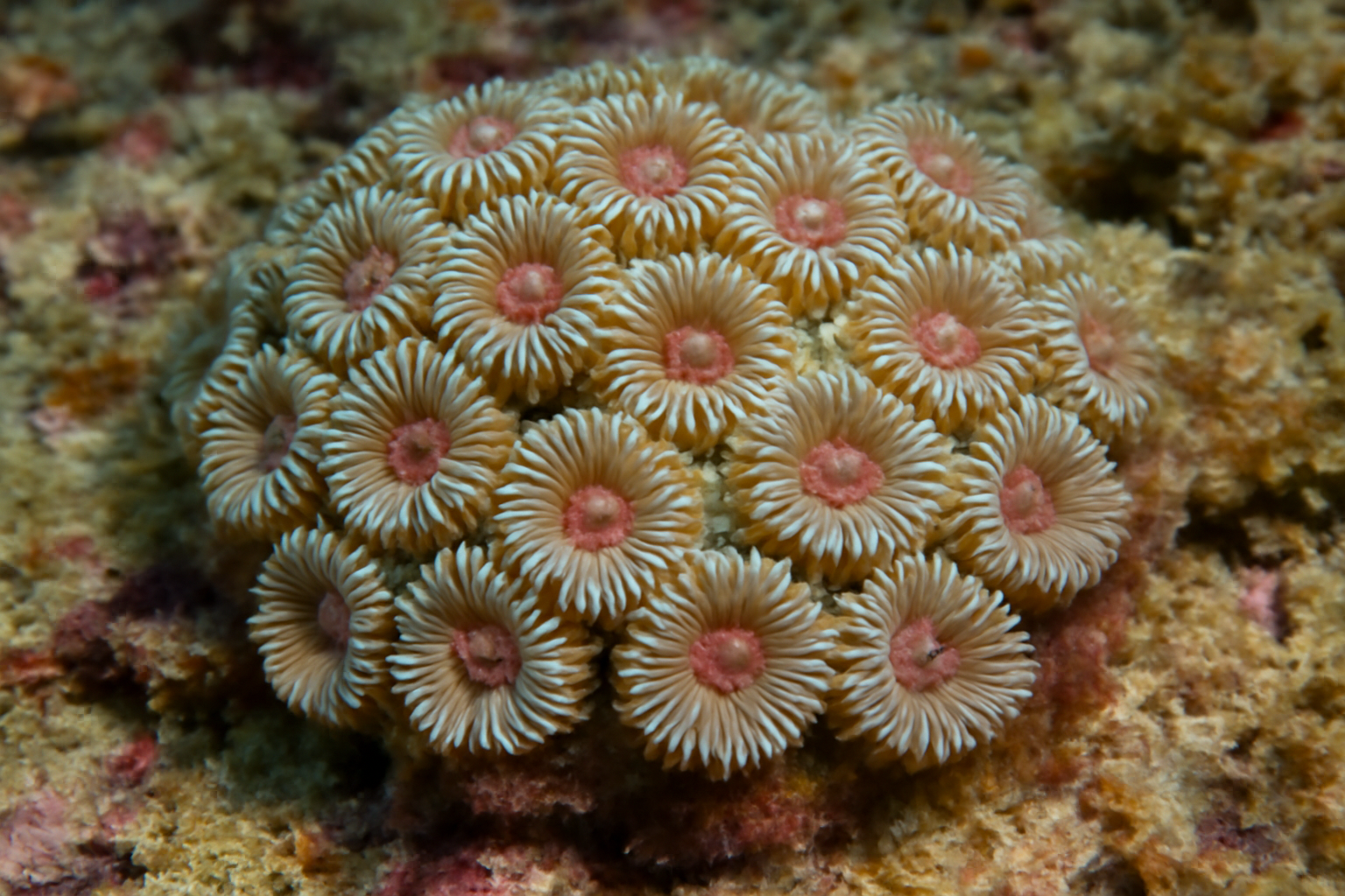 Blushing Star Coral