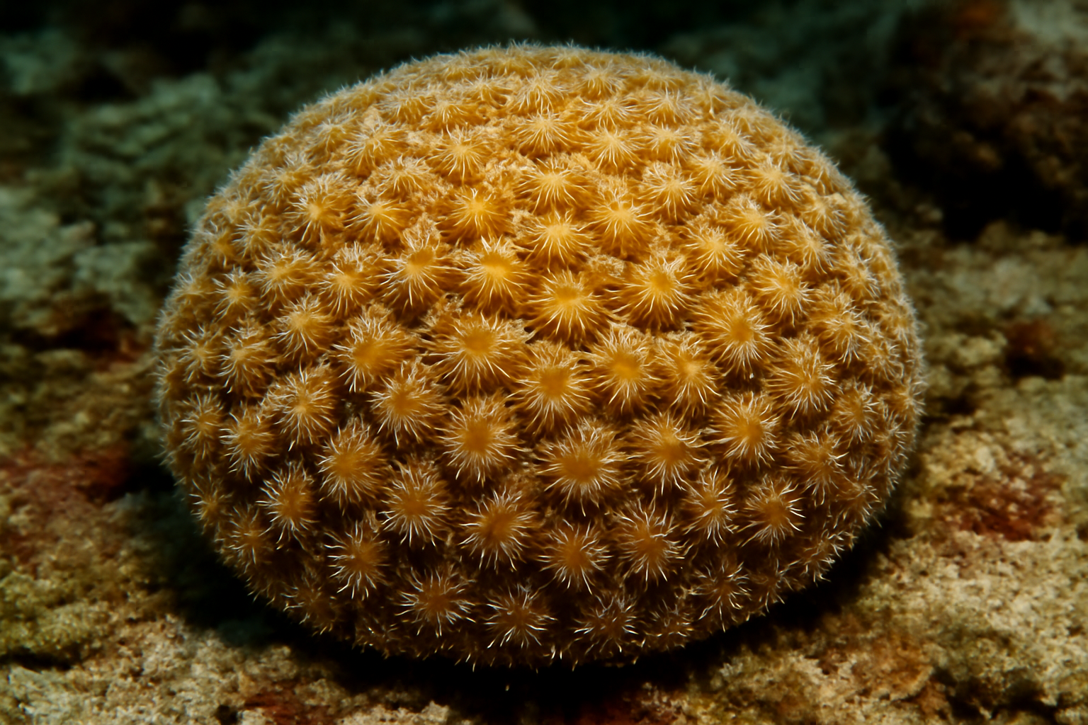 Michelin Star Coral