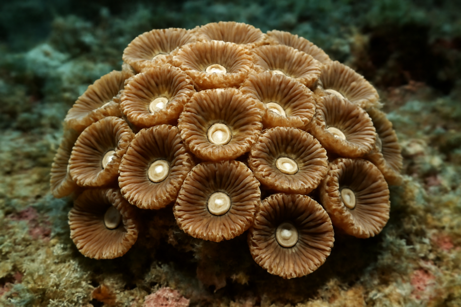 Gray's Coral