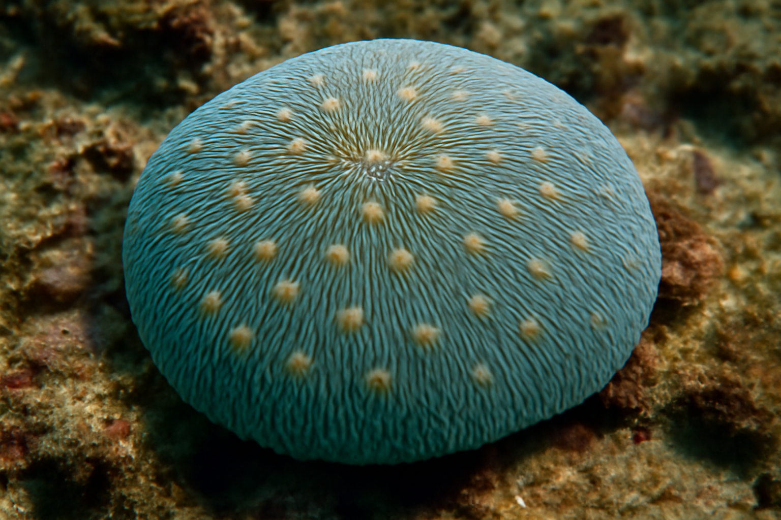 Wellington's Coral