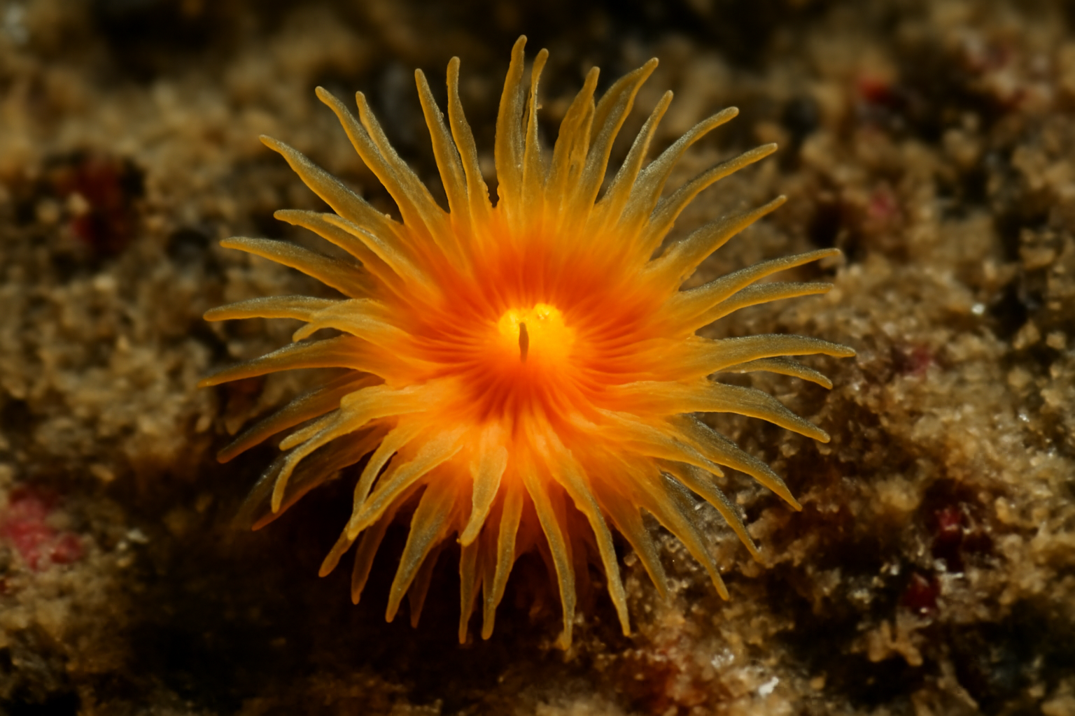 Southern cup coral