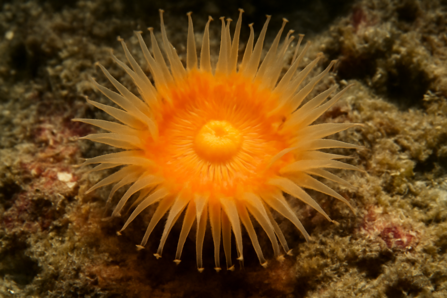 Australian Cup Coral