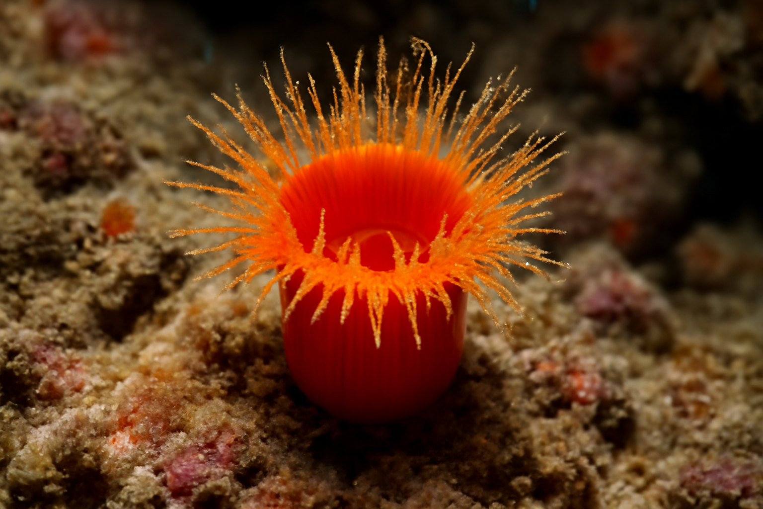 Red Cup Coral