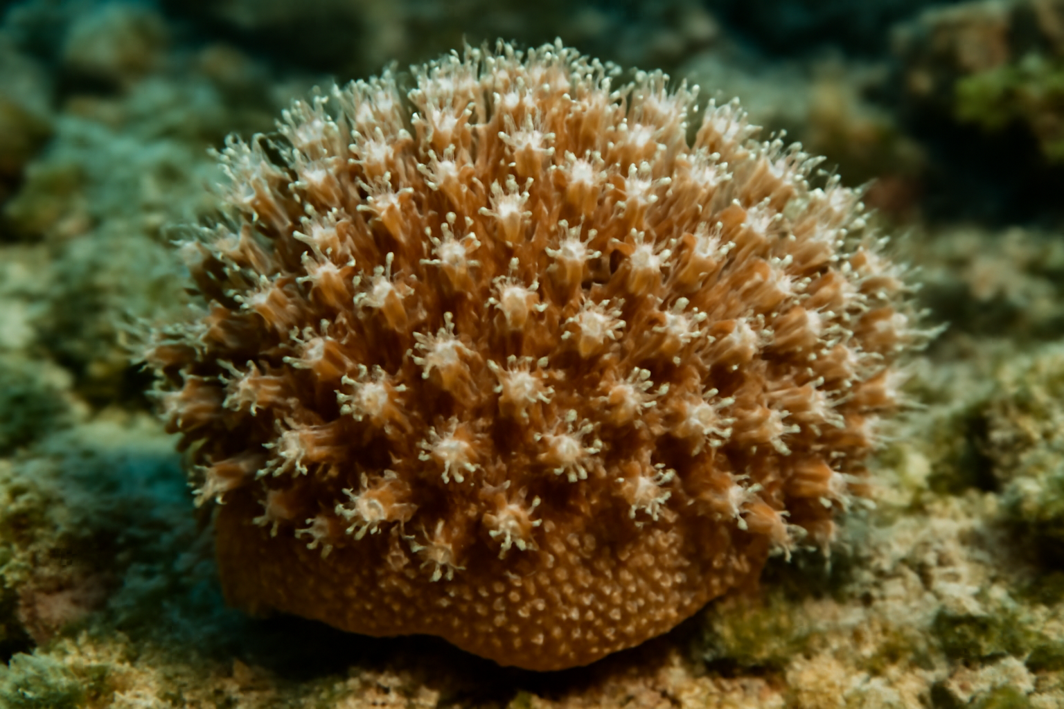 Mueller's Coral