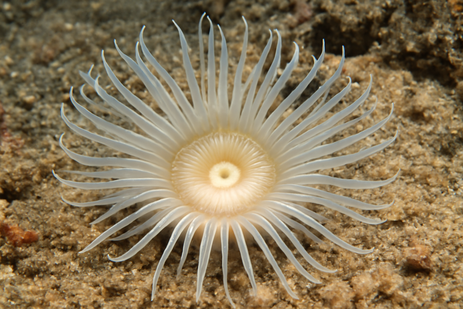 Hexacoral