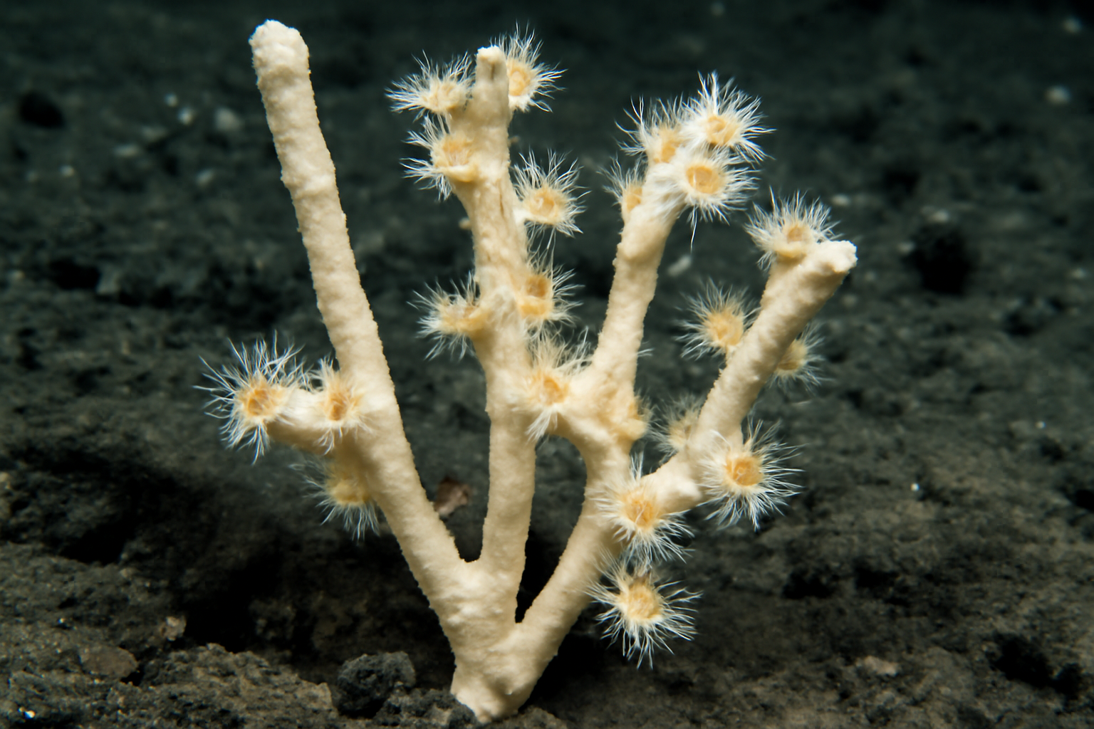 Unbranched Solenosmilia