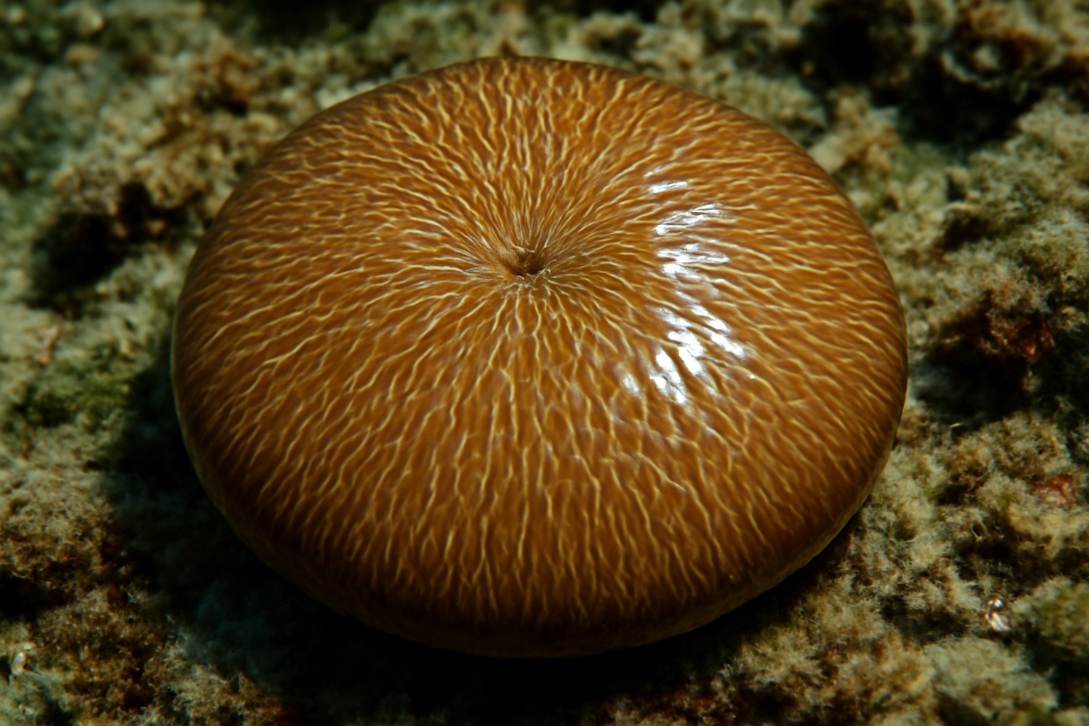 Polished Coral