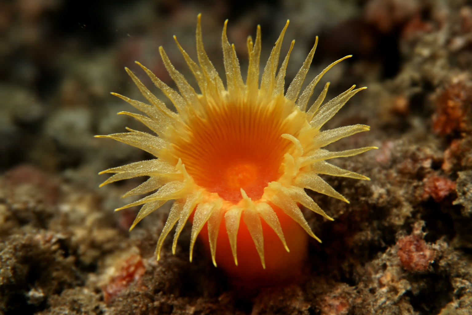 Cup Coral