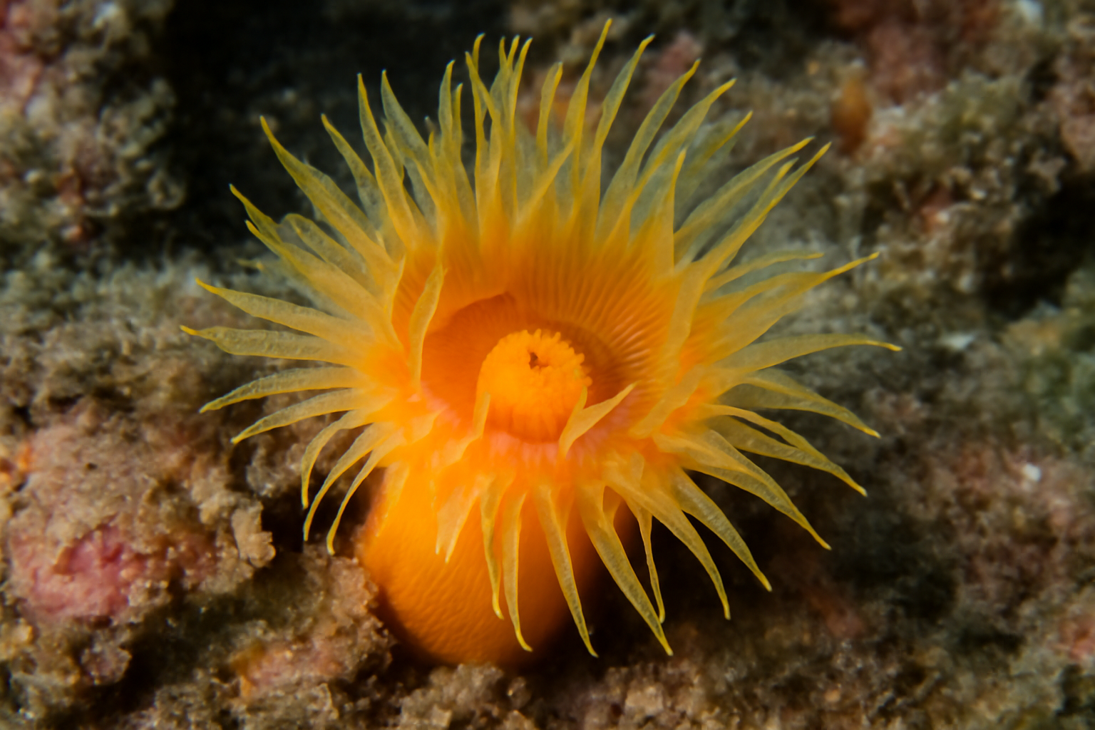 Caribbean Cup Coral