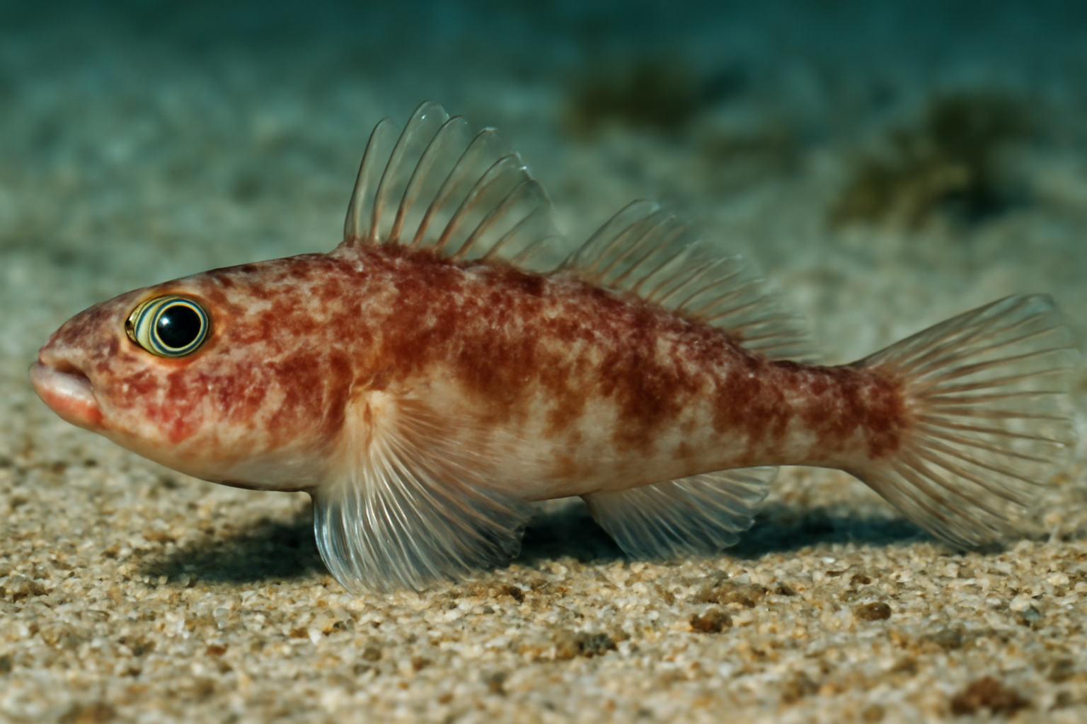 Vaughanella's Goby