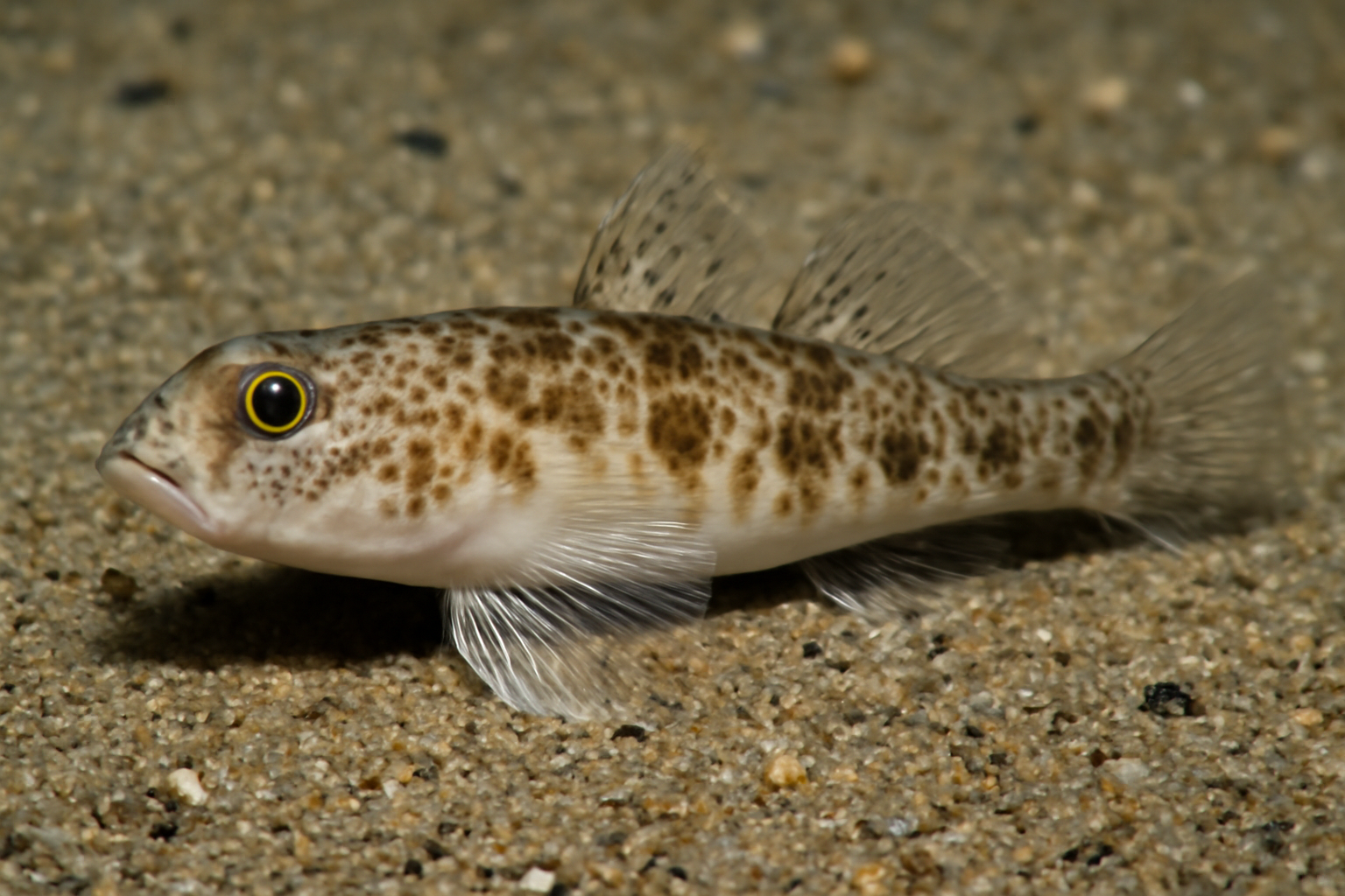 Vaughanella's Sand Goby