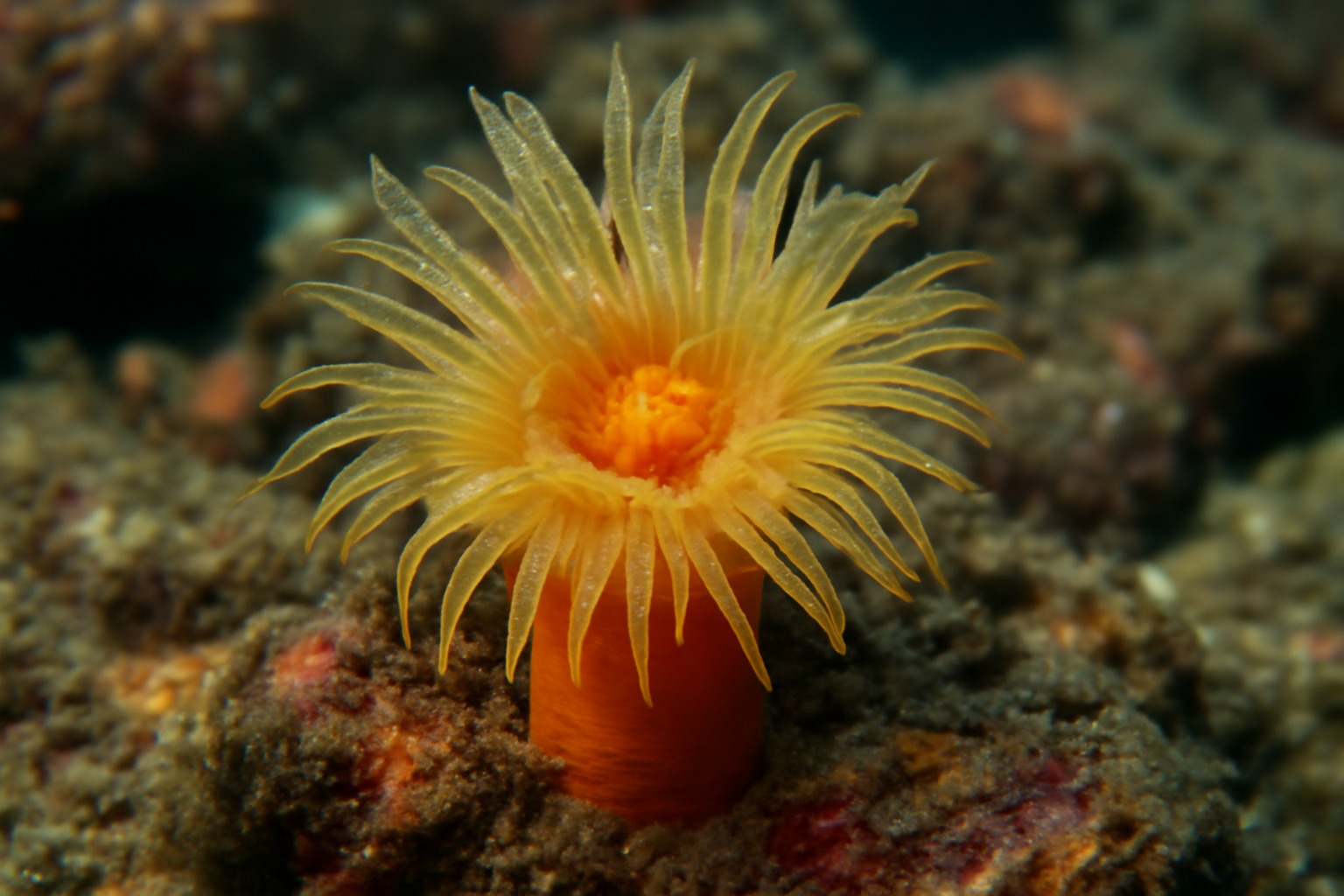 Orange Cup Coral