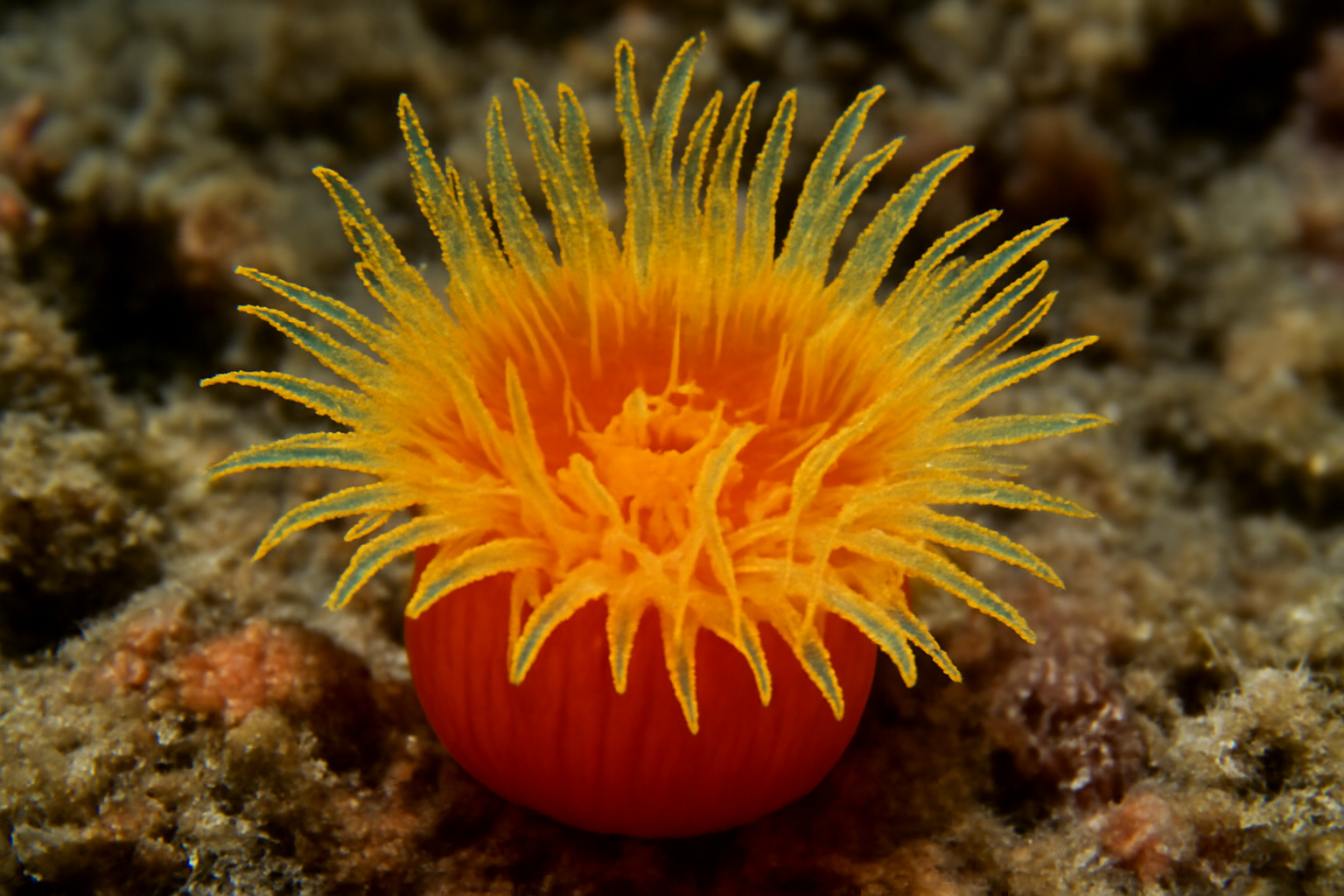Flame Cup Coral