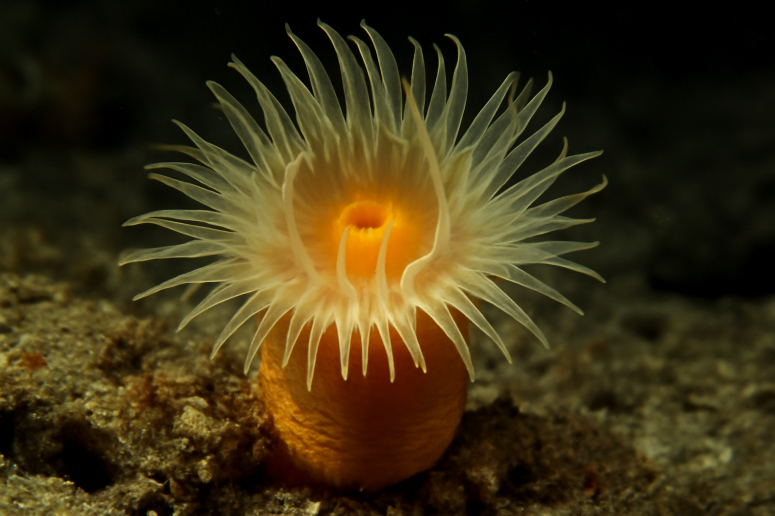 Northern Cup Coral