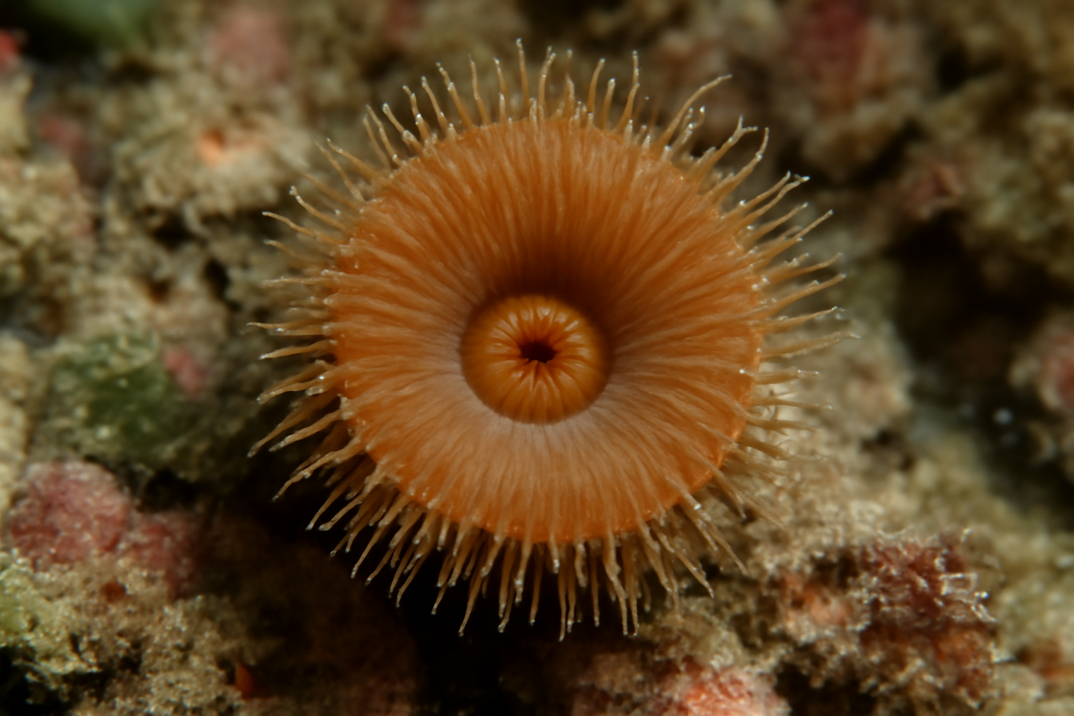 Brown Cup Coral