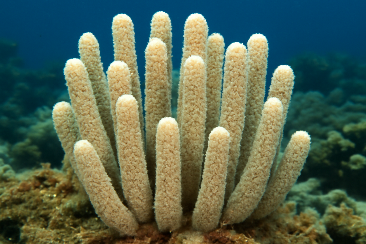 Ivory Pillar Coral