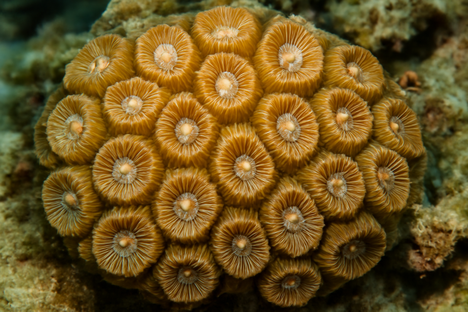 Elliptical Star Coral