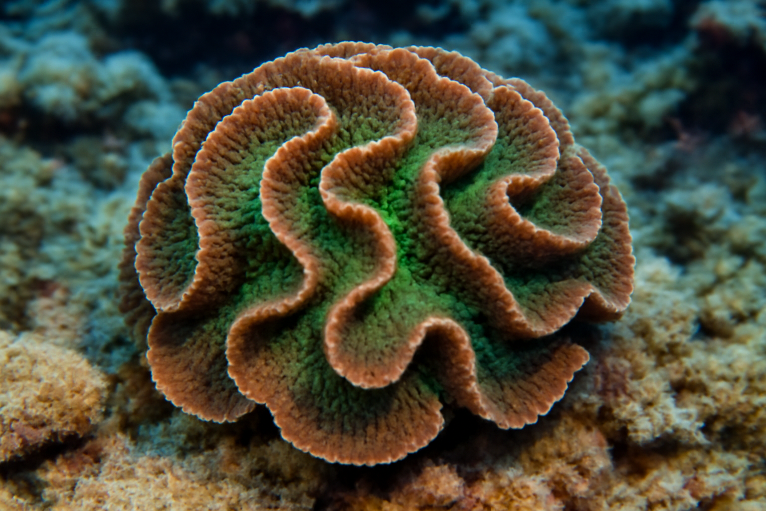 Turban Scroll Coral
