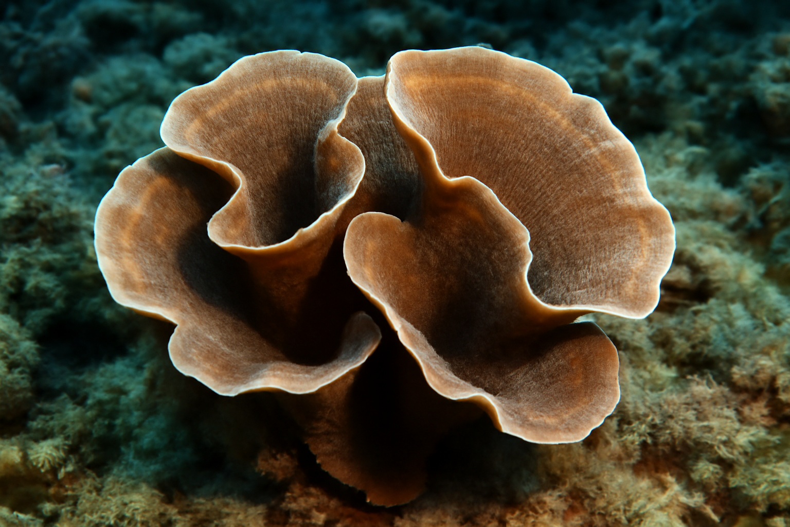 Vase Coral