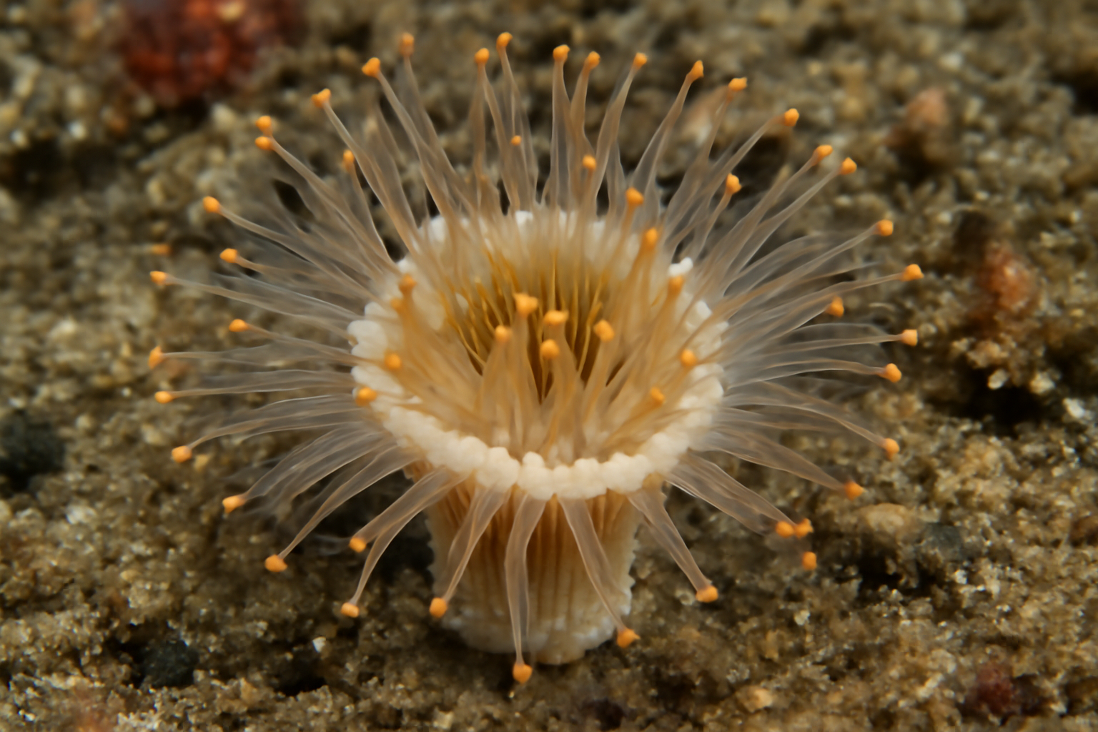 Skeleton Cup Coral