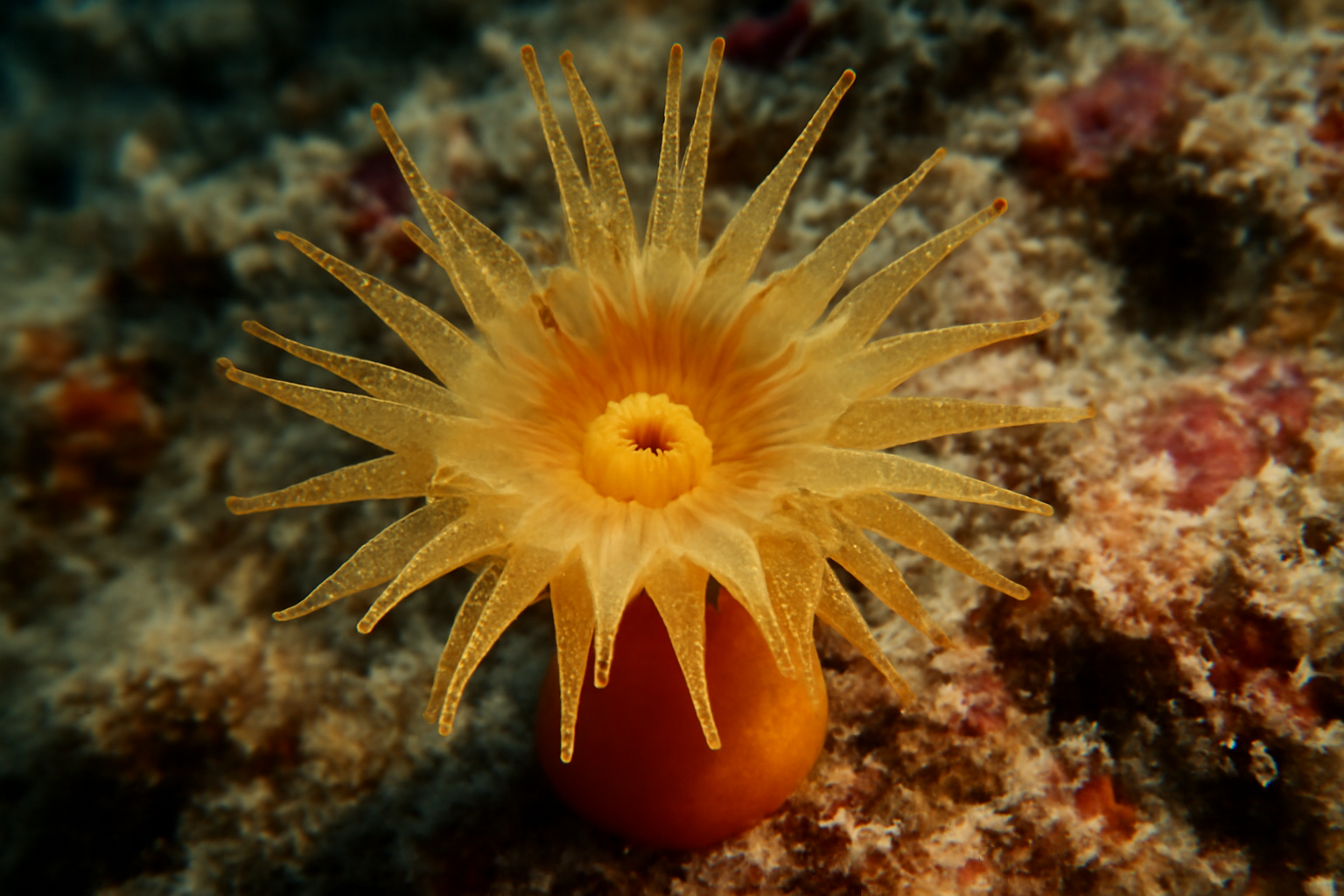 Mediterranean Cup Coral