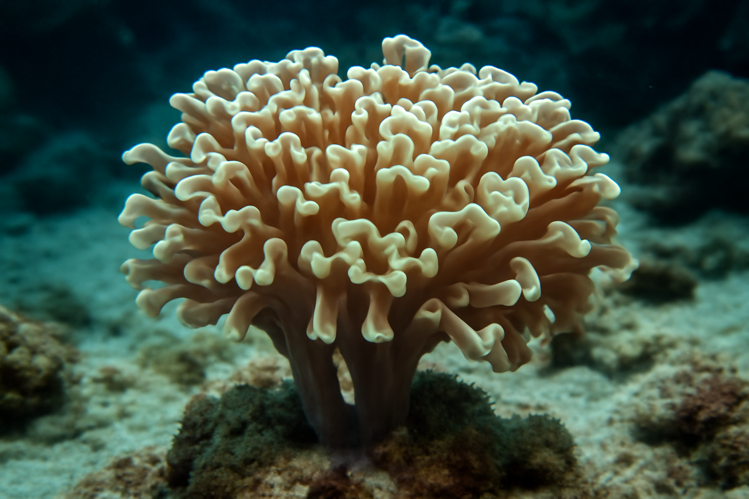 Branching Hammer Coral
