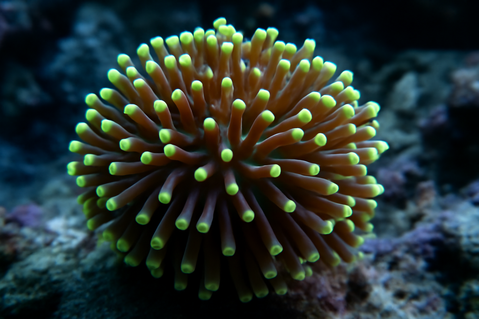Torch Coral