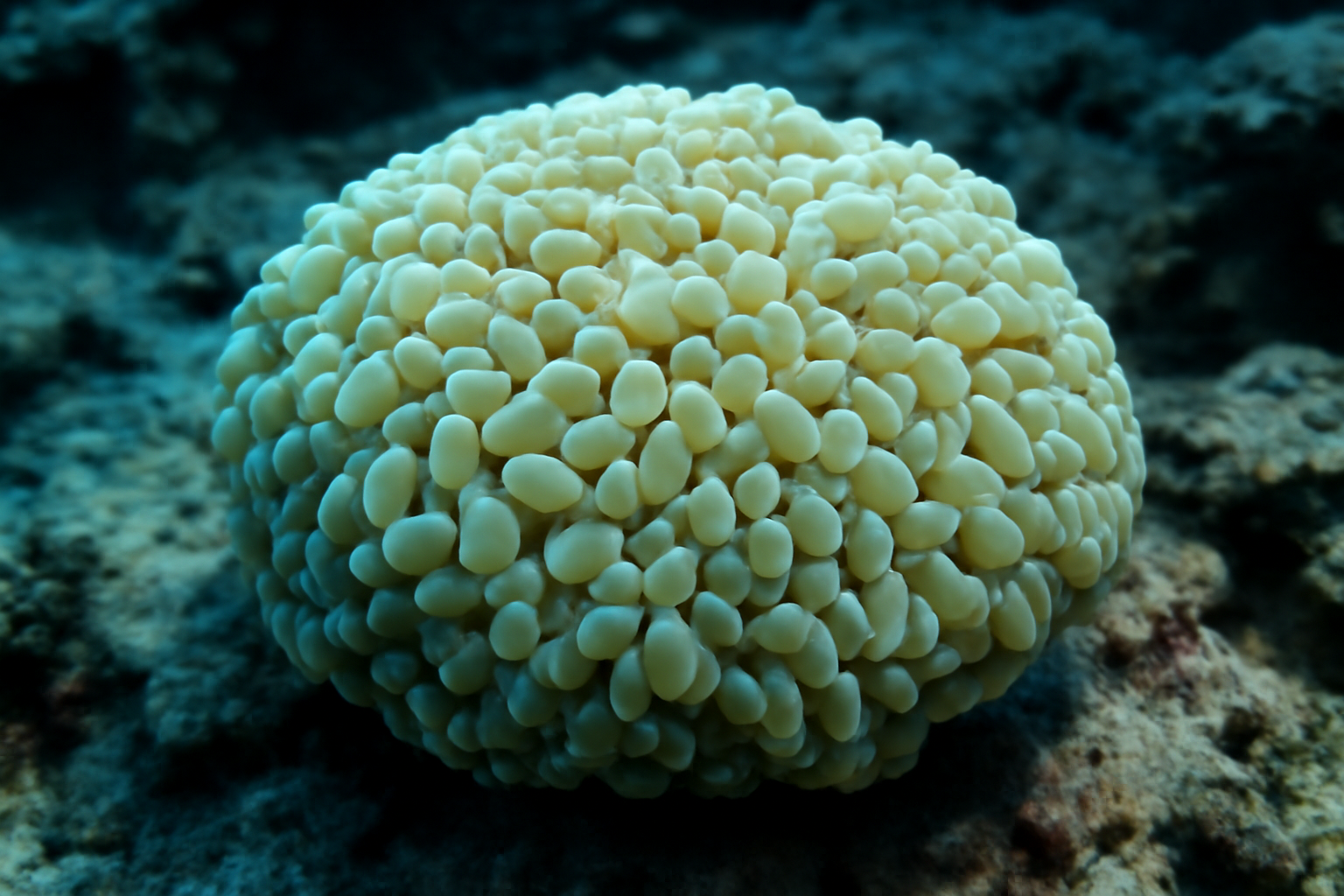 Wall Frogspawn Coral