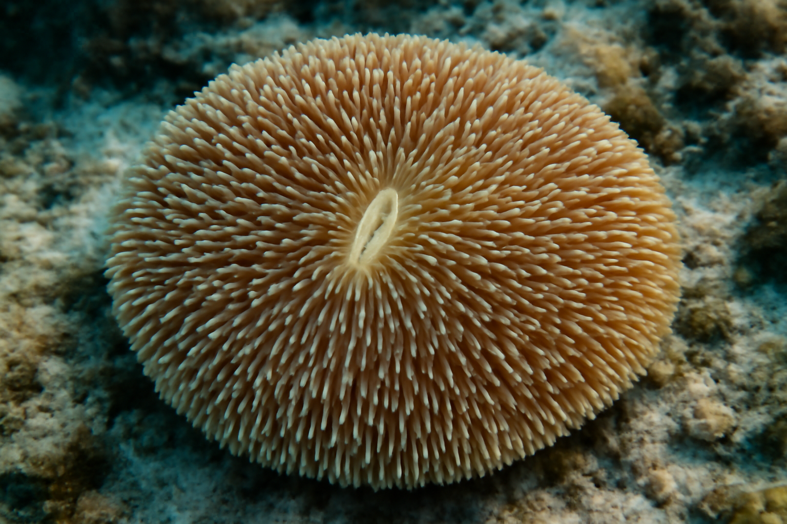 Disc Coral