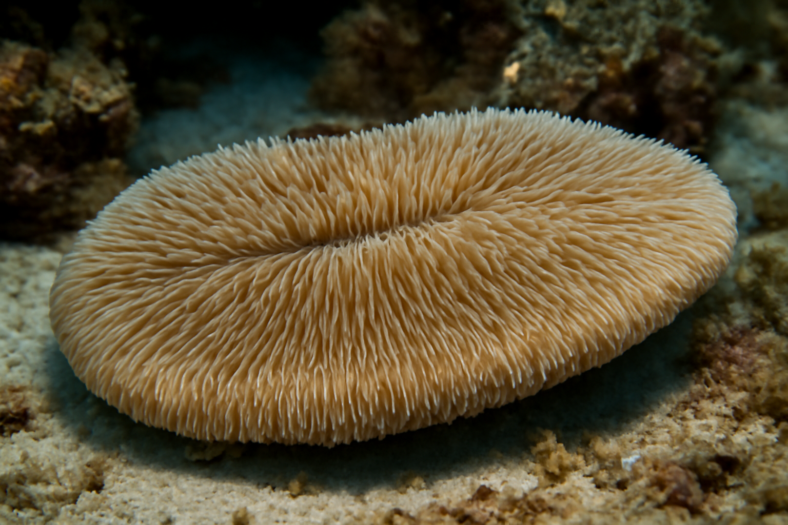 Tongue Coral