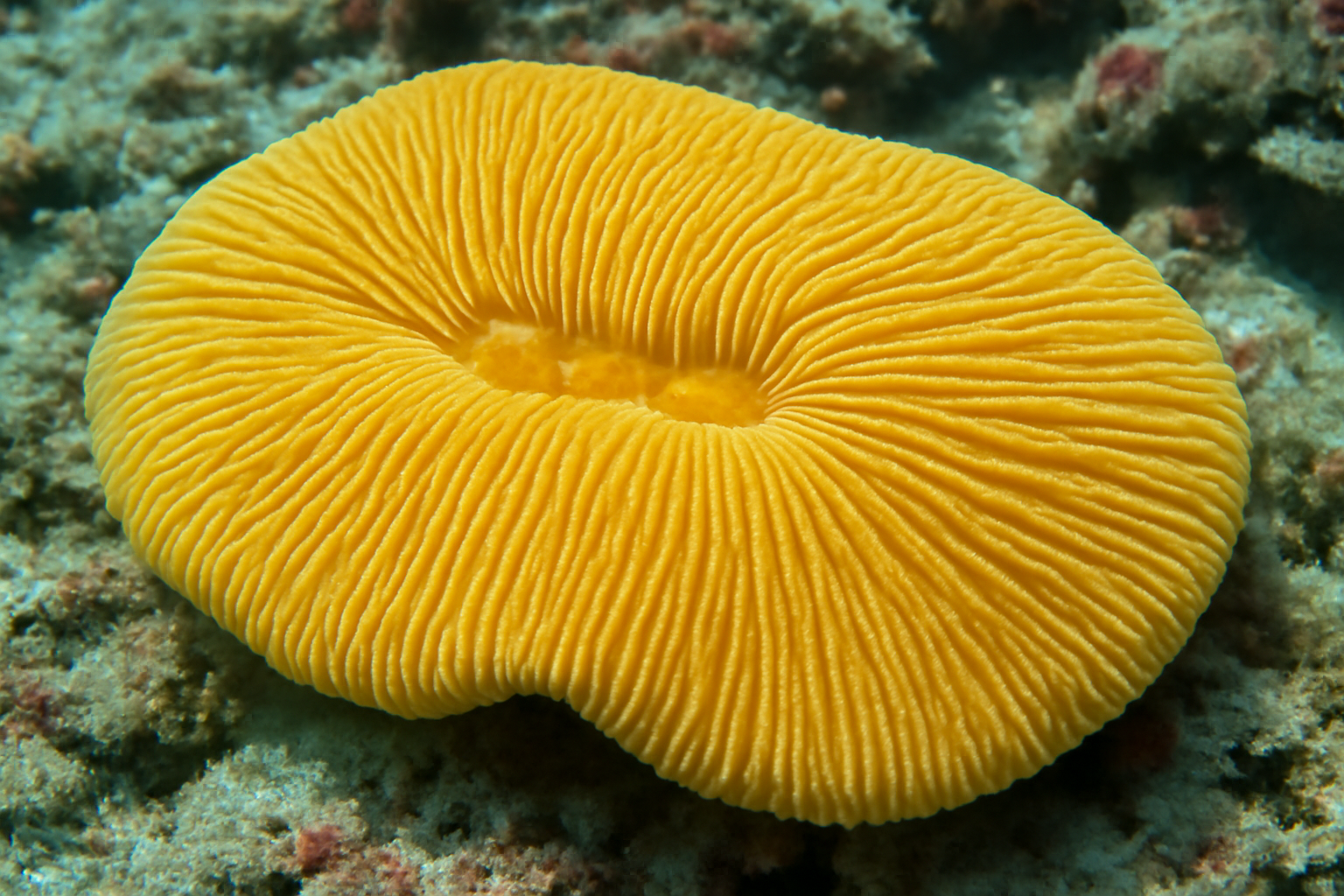 Yellow Slipper Coral
