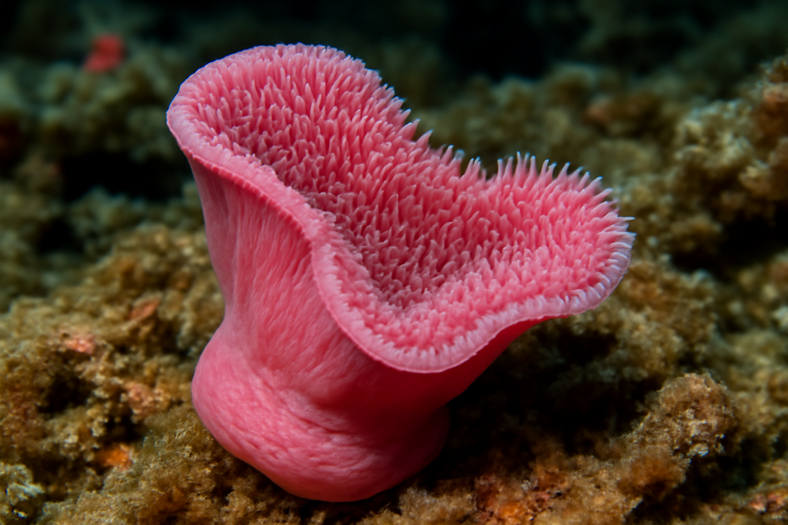 Pink Slipper Coral