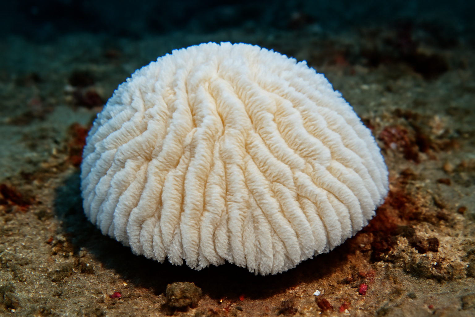 White Slipper Coral