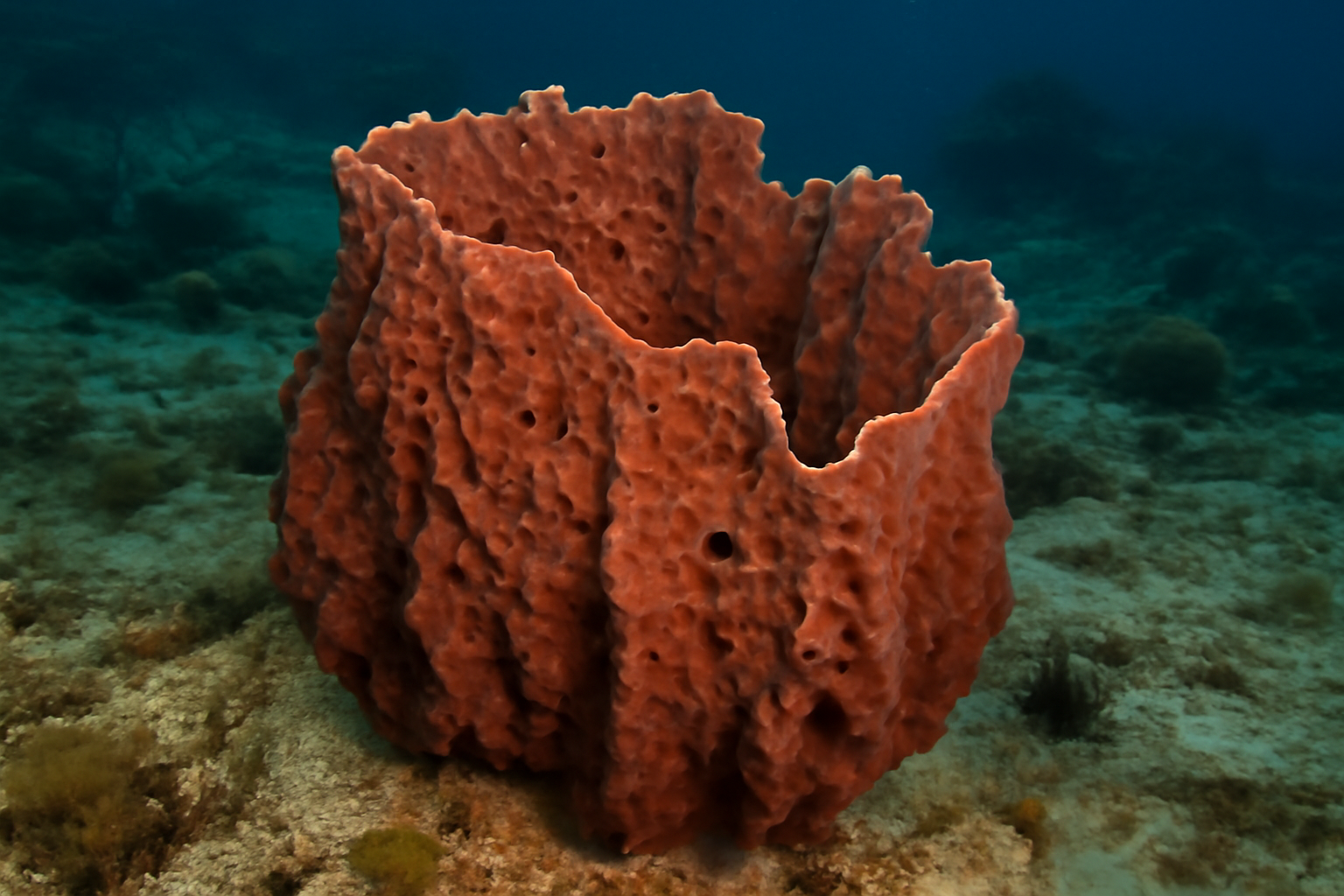 Sponge Coral