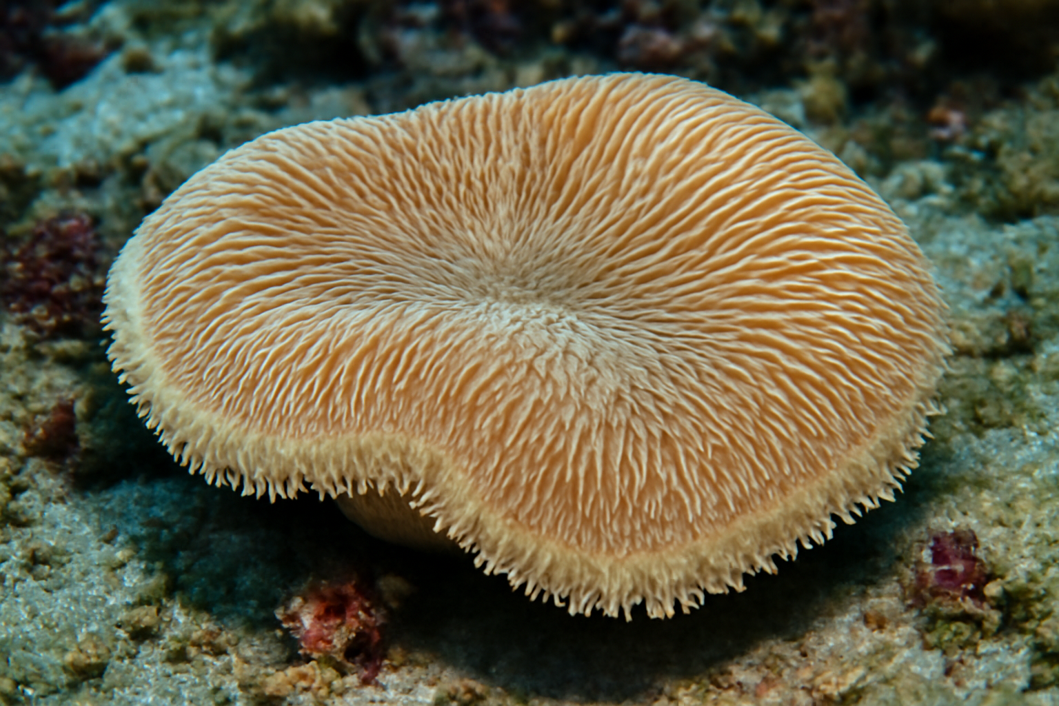 Sandal Coral