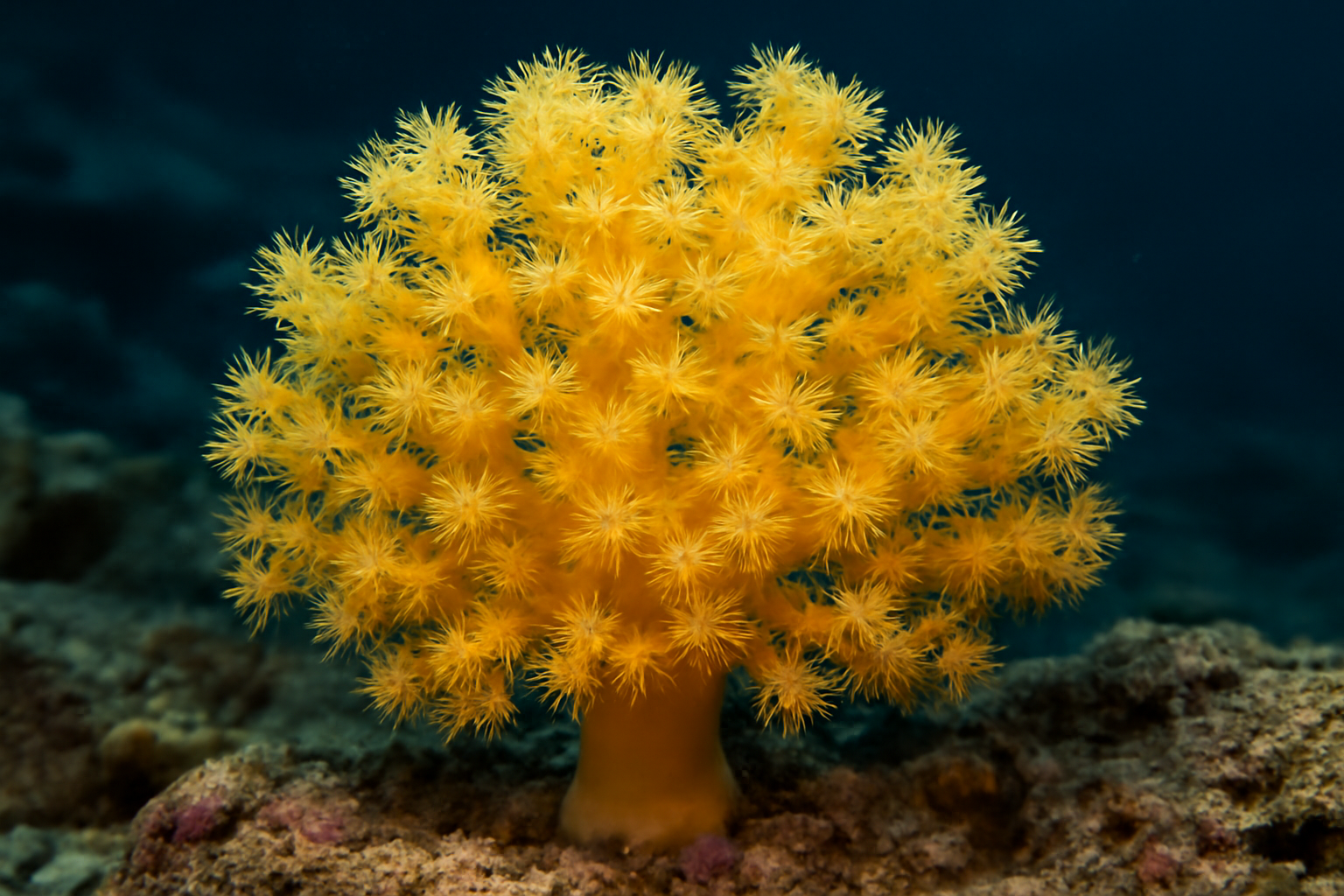 Yellow Tree Coral