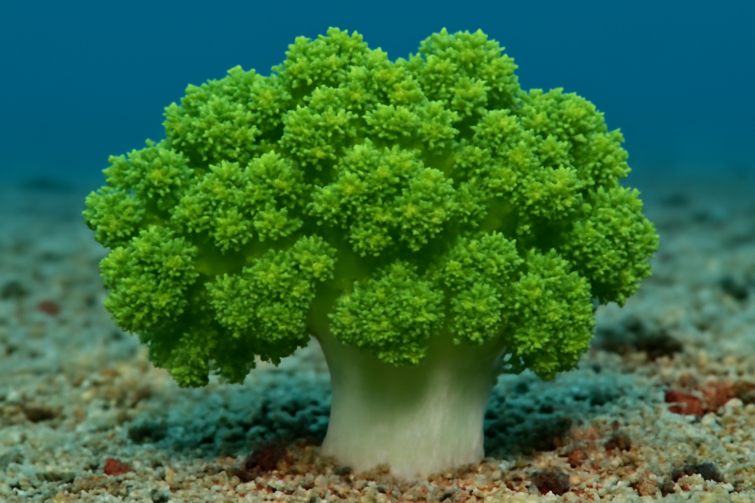 Broccoli Soft Coral