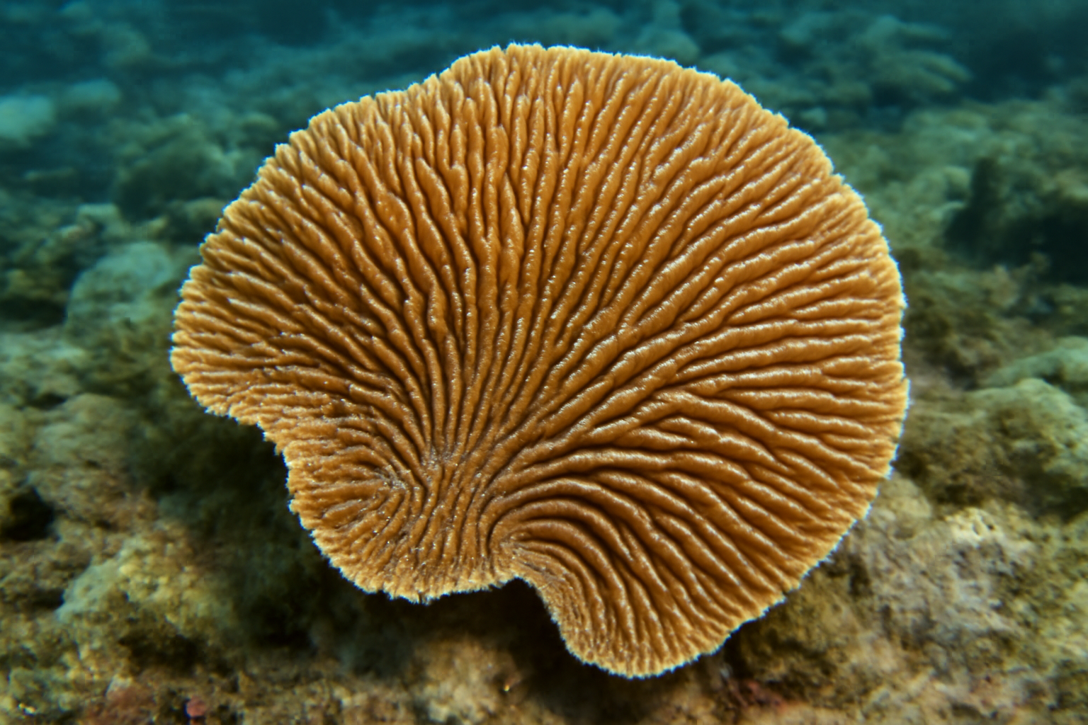 Wedge Coral