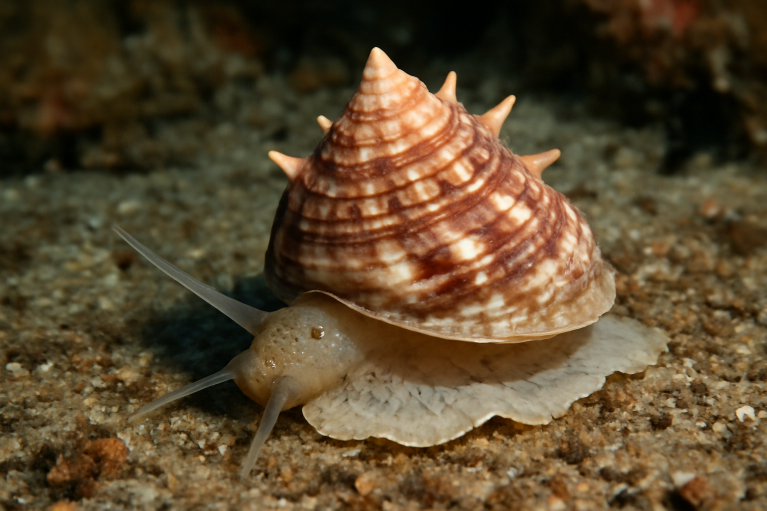 Star snail