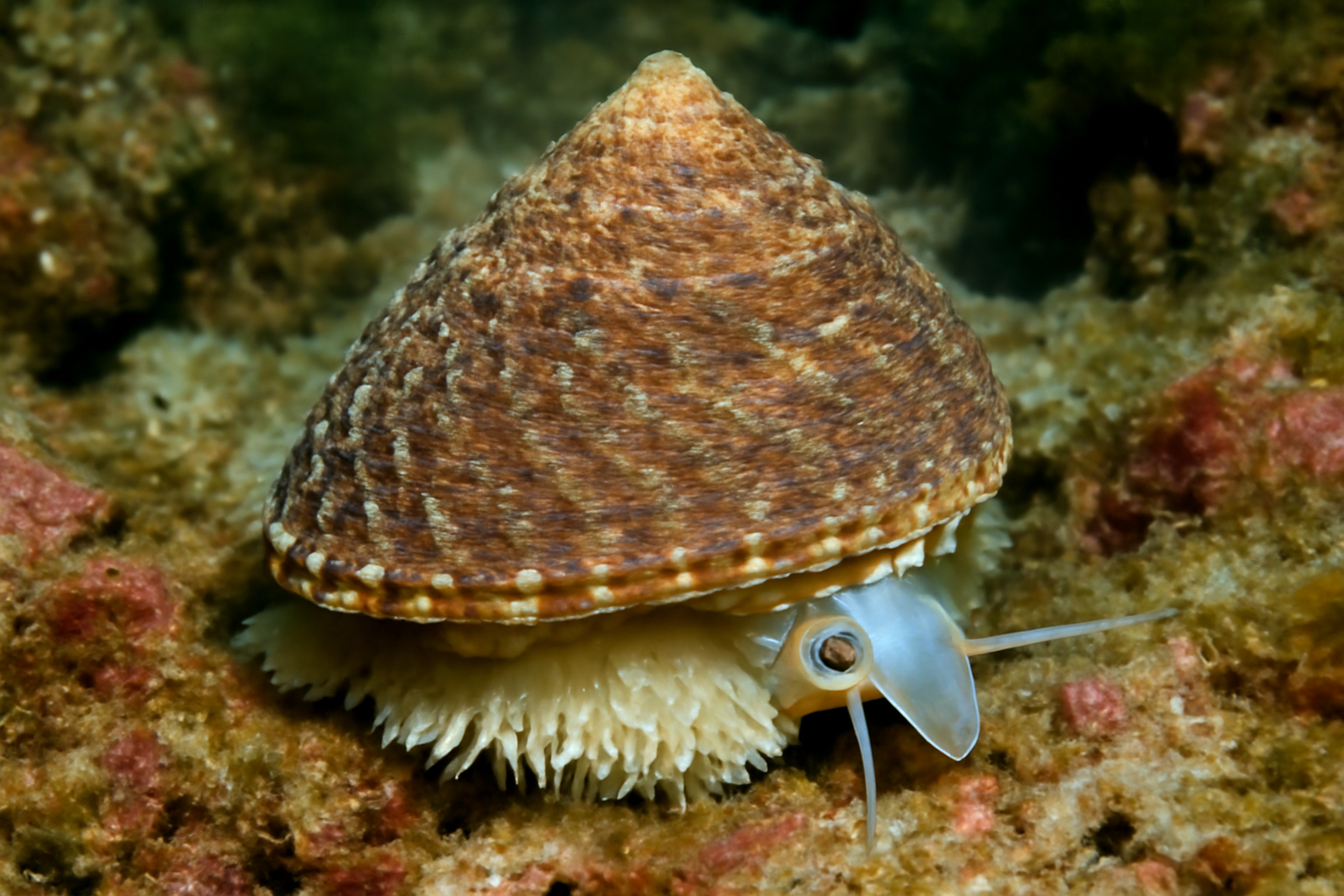 Astrea undosa