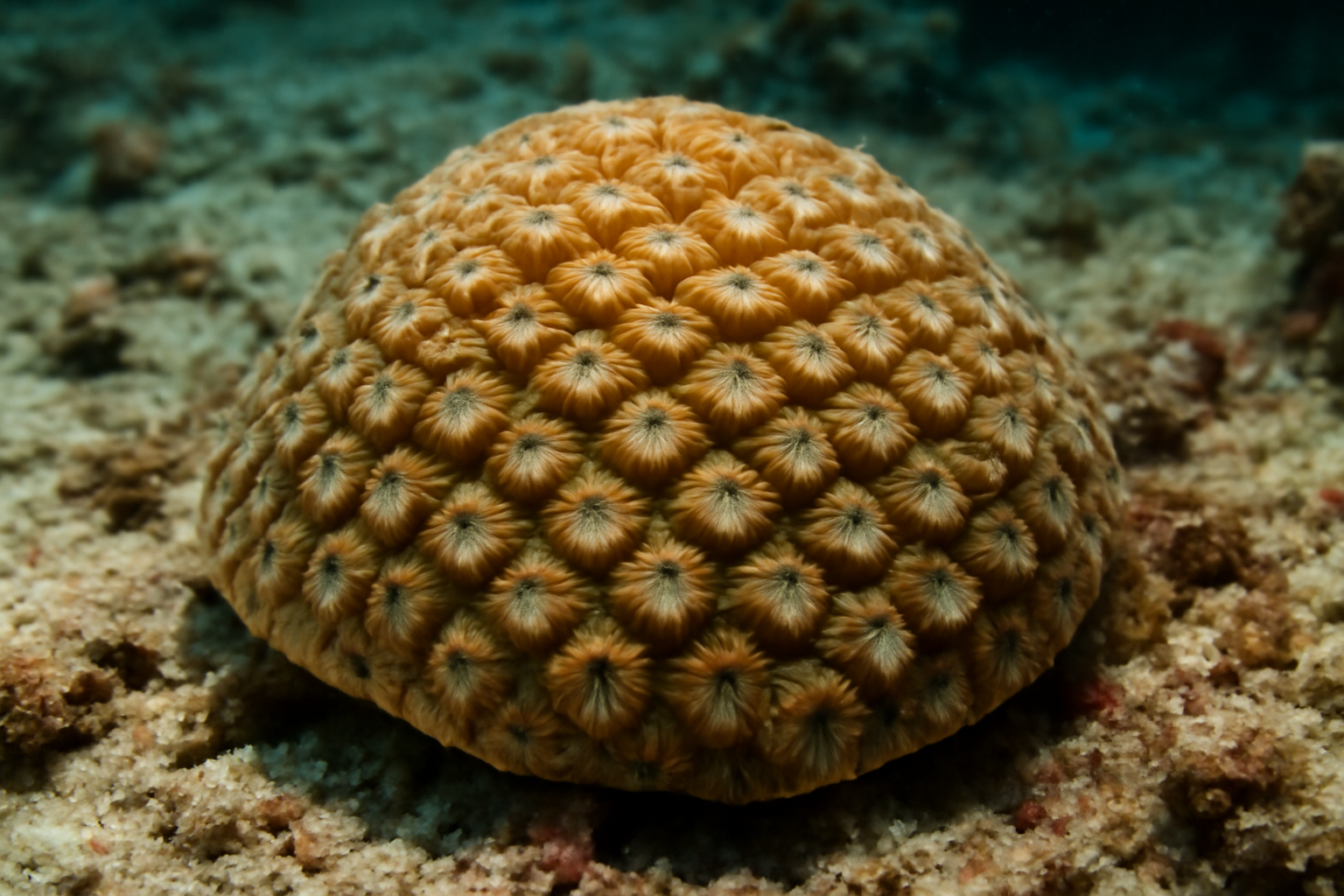 Astrea rugosa
