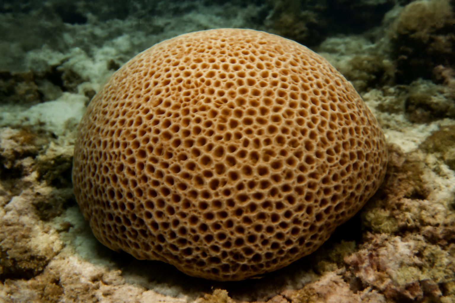 Honeycomb Coral