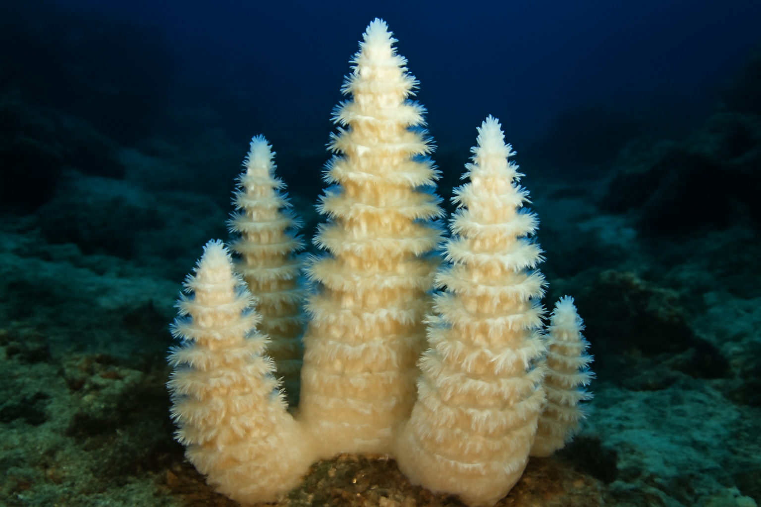 Turriform Coral