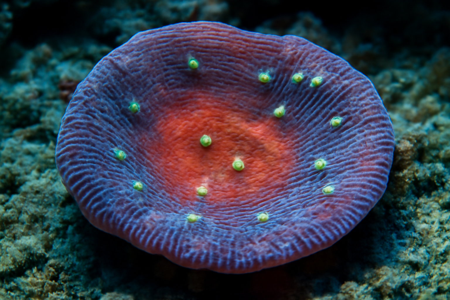 Chalice Coral